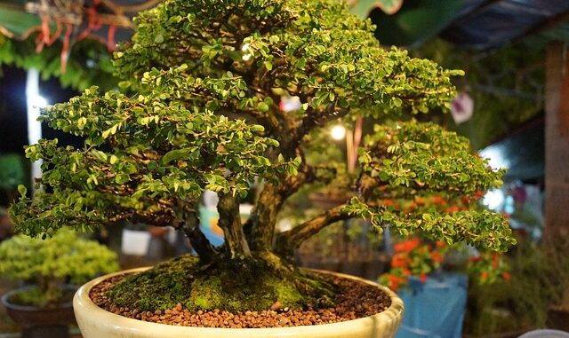 tree-2793396_640